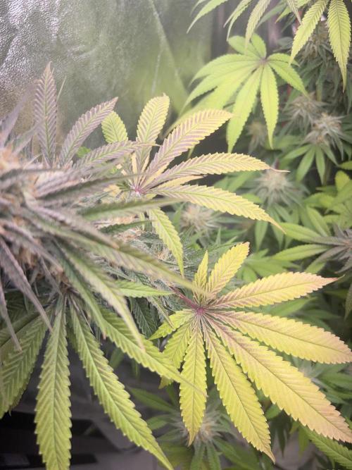 Ayahuasca Purple & White Widow. Week 10