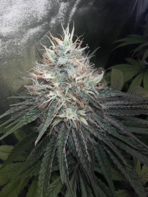 Ayahuasca Purple & White Widow. Week 10