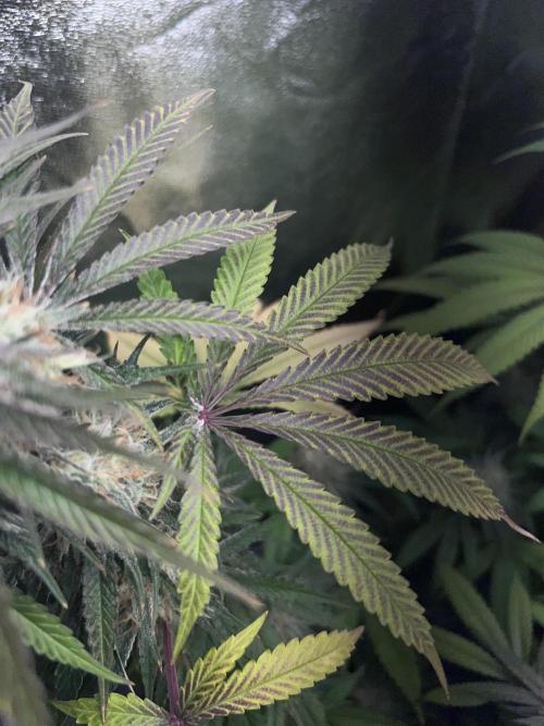 Ayahuasca Purple & White Widow. Week 10