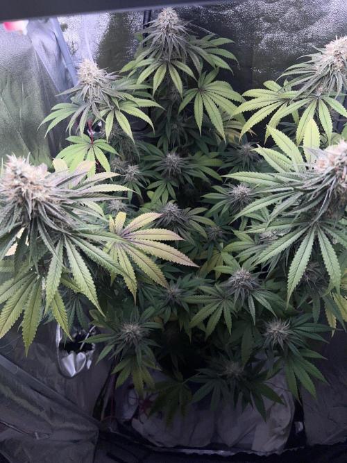 Ayahuasca Purple & White Widow. Week 10