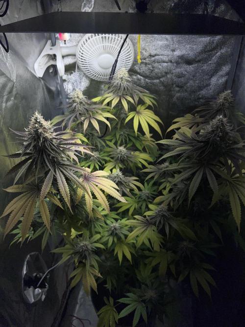 Ayahuasca Purple & White Widow. Week 10