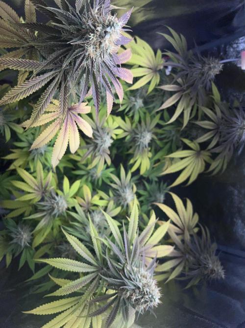 Ayahuasca Purple & White Widow. Week 10