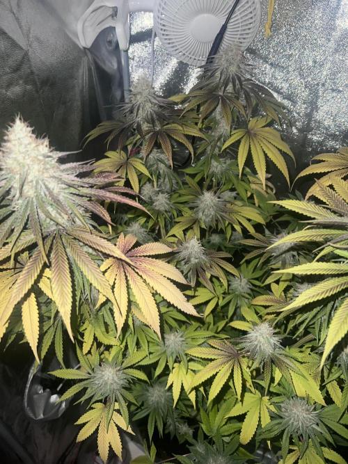 Ayahuasca Purple & White Widow. Week 10