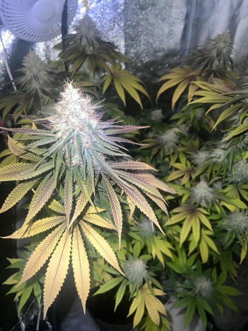 Ayahuasca Purple & White Widow. Week 10