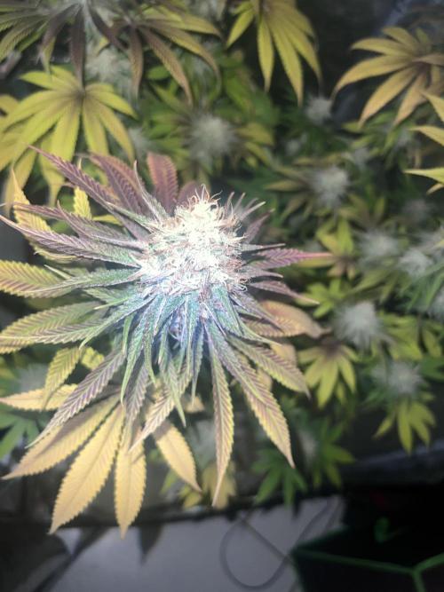 Ayahuasca Purple & White Widow. Week 10