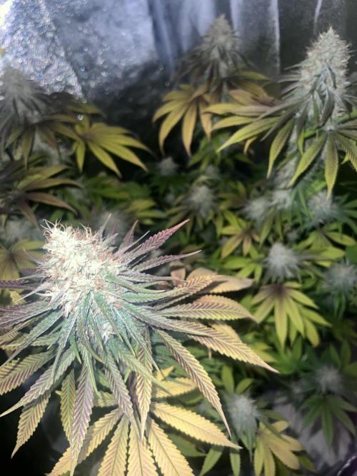 Ayahuasca Purple & White Widow. Week 10