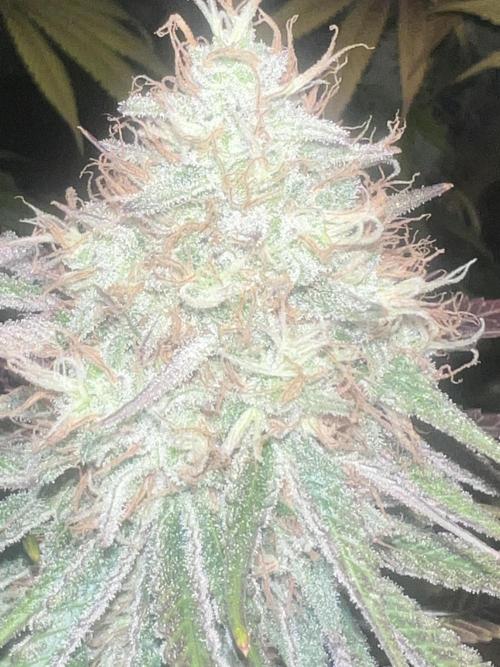 Ayahuasca Purple & White Widow. Week 10