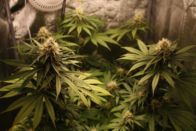 Ayahuasca Purple & White Widow. Week 10