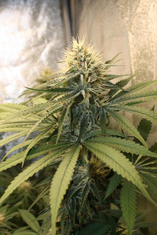 Ayahuasca Purple & White Widow. Week 10