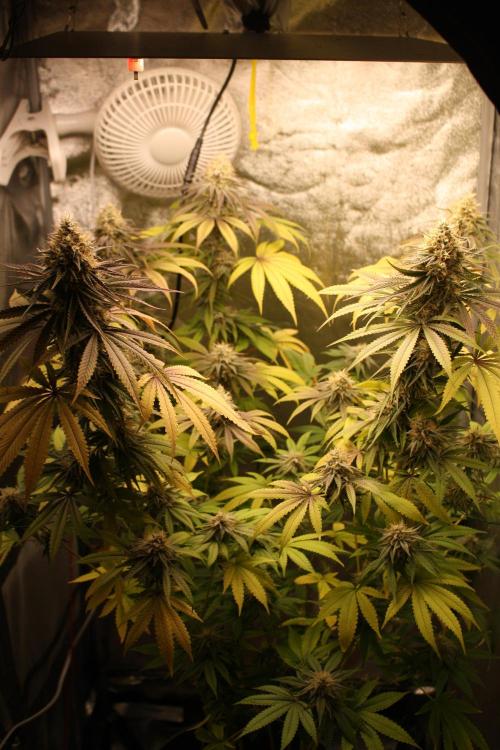 Ayahuasca Purple & White Widow. Week 10