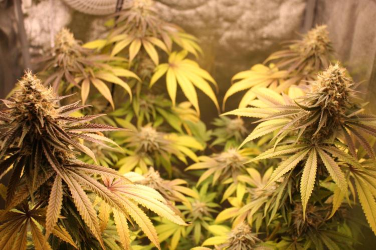 Ayahuasca Purple & White Widow. Week 10