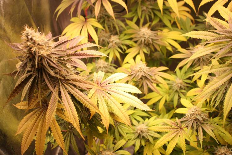 Ayahuasca Purple & White Widow. Week 10