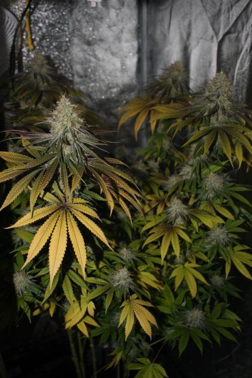 Ayahuasca Purple & White Widow. Week 10