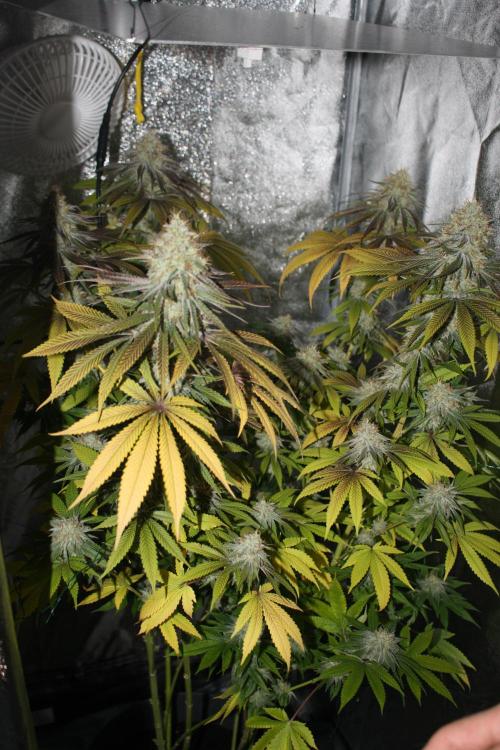 Ayahuasca Purple & White Widow. Week 10