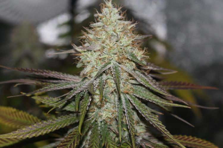 Ayahuasca Purple & White Widow. Week 10