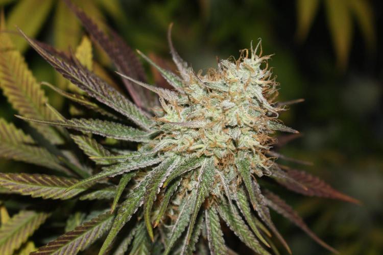 Ayahuasca Purple & White Widow. Week 10