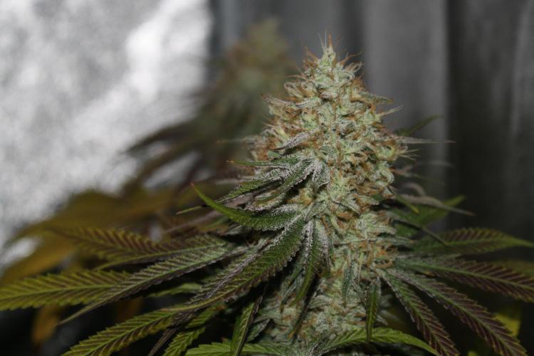 Ayahuasca Purple & White Widow. Week 10