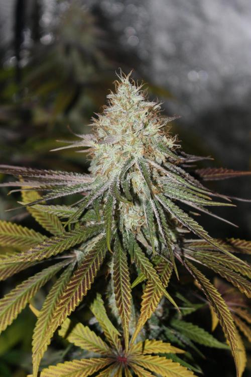 Ayahuasca Purple & White Widow. Week 10