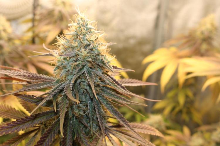 Ayahuasca Purple & White Widow. Week 10