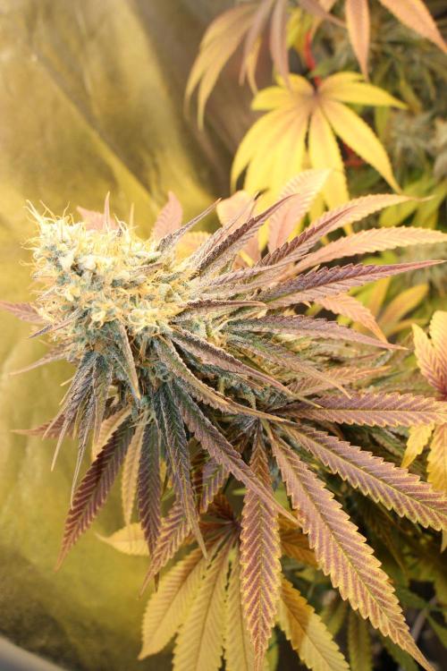 Ayahuasca Purple & White Widow. Week 10