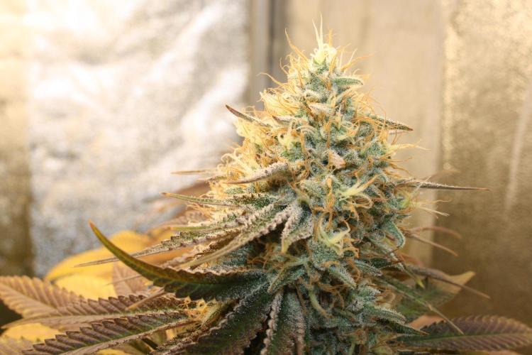 Ayahuasca Purple & White Widow. Week 10