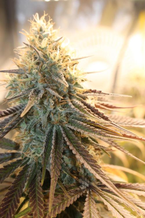 Ayahuasca Purple & White Widow. Week 10