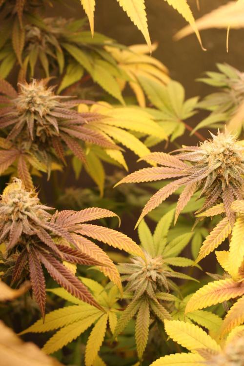 Ayahuasca Purple & White Widow. Week 10