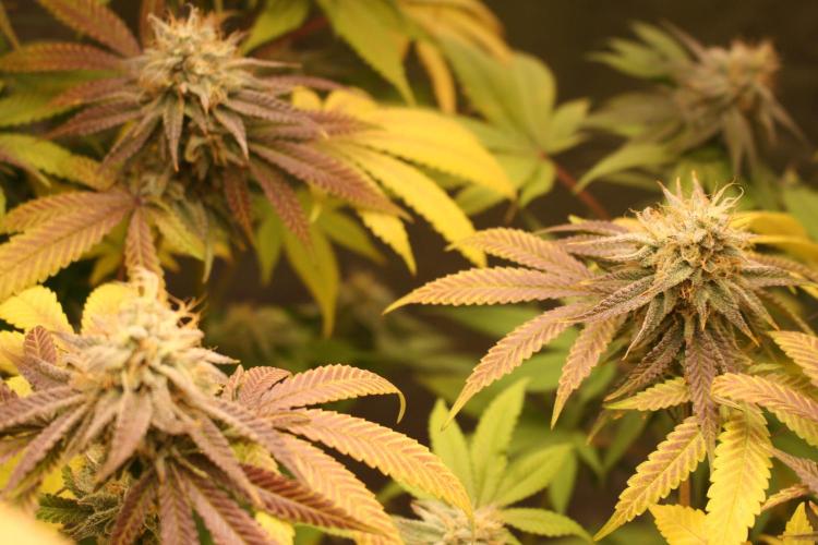 Ayahuasca Purple & White Widow. Week 10