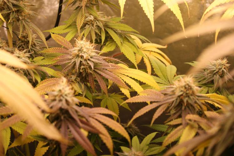 Ayahuasca Purple & White Widow. Week 10