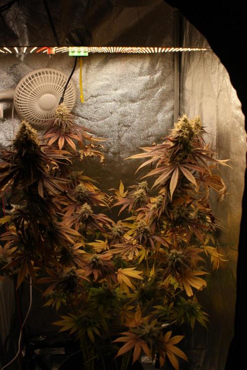 Ayahuasca Purple & White Widow. Week 11