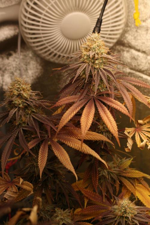 Ayahuasca Purple & White Widow. Week 11