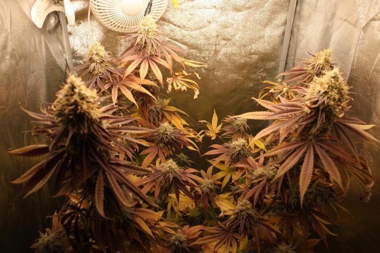 Ayahuasca Purple & White Widow. Week 11