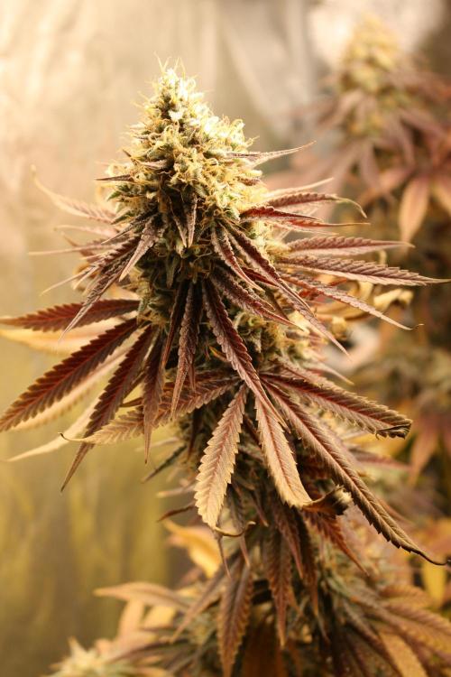 Ayahuasca Purple & White Widow. Week 11