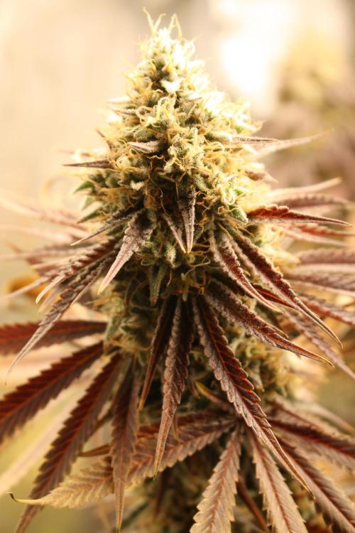 Ayahuasca Purple & White Widow. Week 11