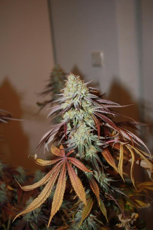 Ayahuasca Purple & White Widow. Week 11