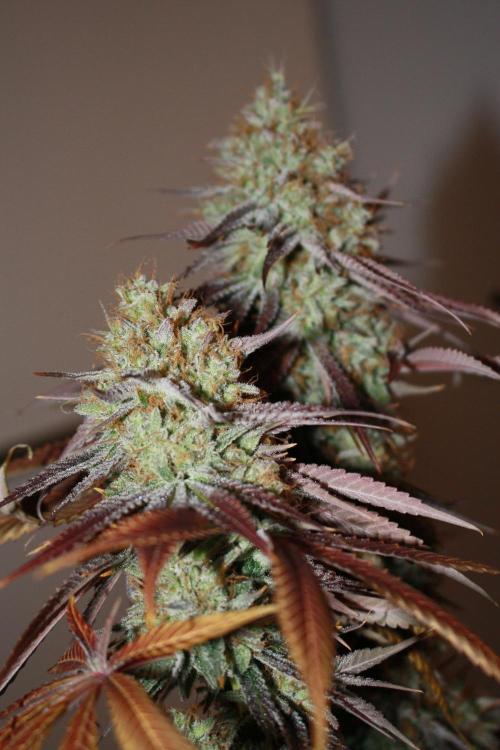 Ayahuasca Purple & White Widow. Week 11