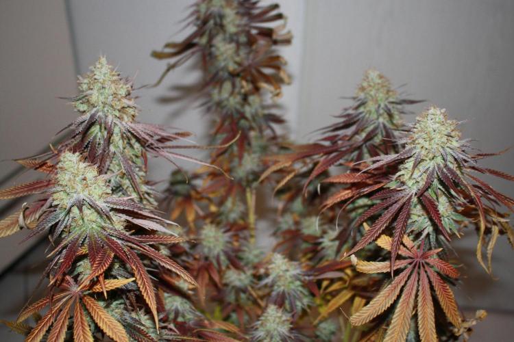 Ayahuasca Purple & White Widow. Week 11