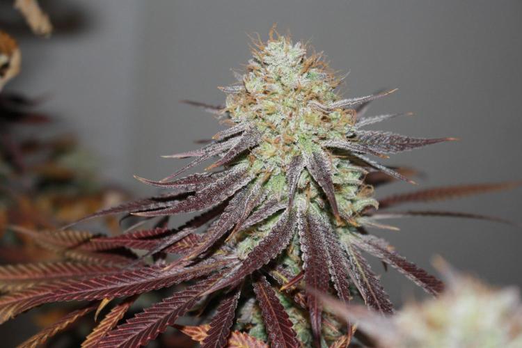 Ayahuasca Purple & White Widow. Week 11