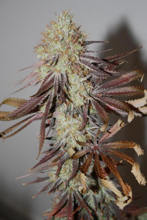 Ayahuasca Purple & White Widow. Week 11