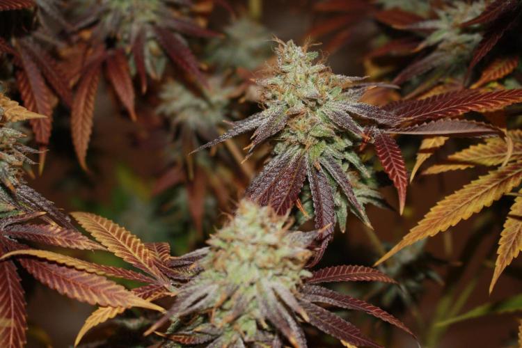 Ayahuasca Purple & White Widow. Week 11