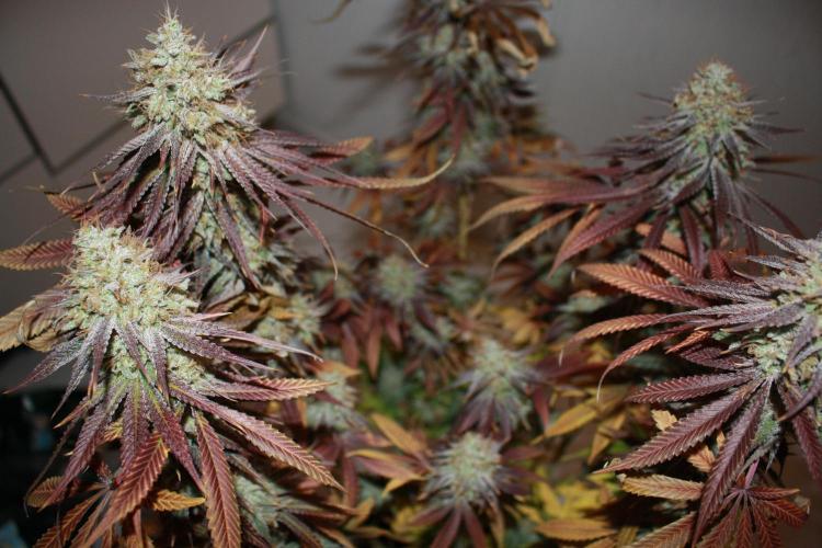 Ayahuasca Purple & White Widow. Week 11