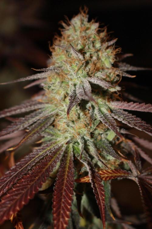 Ayahuasca Purple & White Widow. Week 11