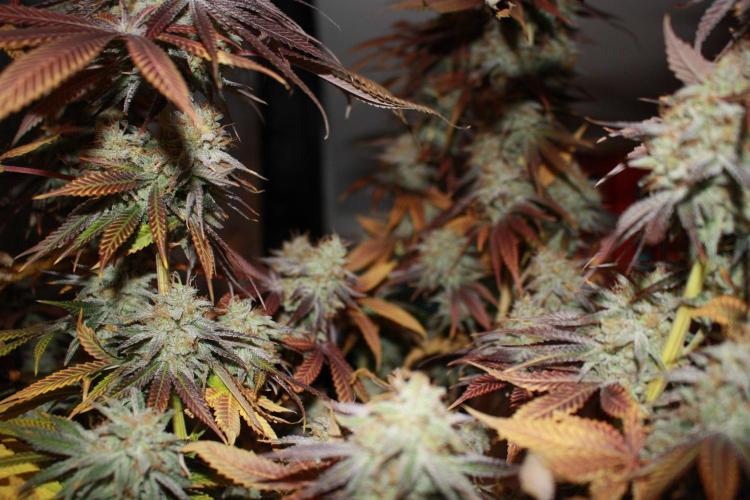 Ayahuasca Purple & White Widow. Week 11