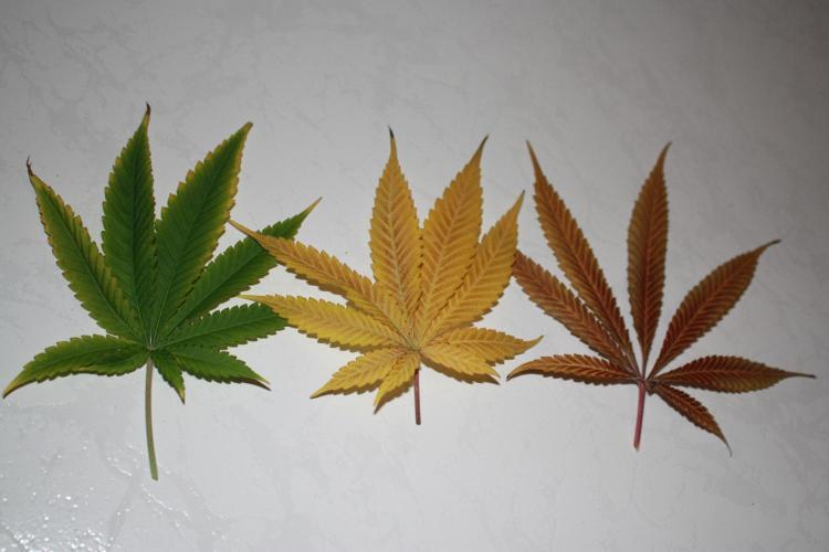 Ayahuasca Purple & White Widow. Week 11