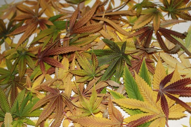 Ayahuasca Purple & White Widow. Week 11