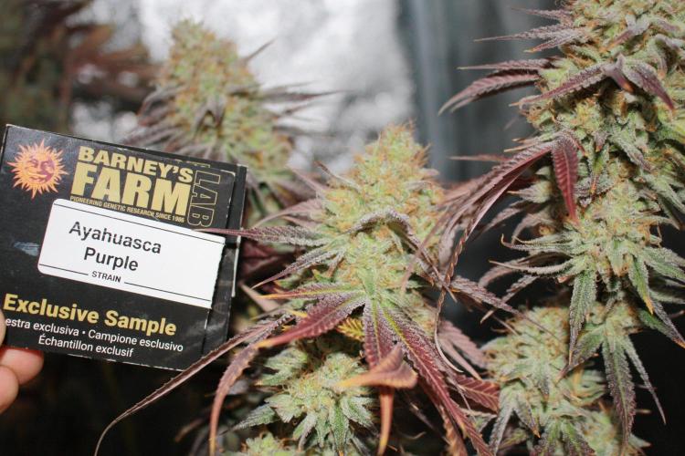 Ayahuasca Purple & White Widow. Week 12