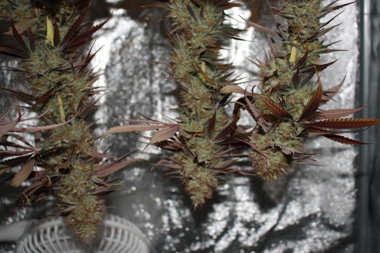 Ayahuasca Purple & White Widow. Week 12