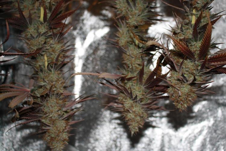 Ayahuasca Purple & White Widow. Week 12