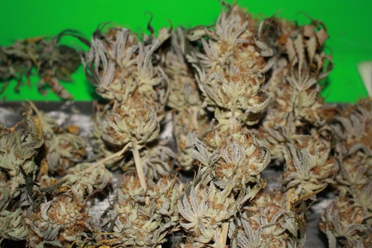 Ayahuasca Purple & White Widow. Week 12