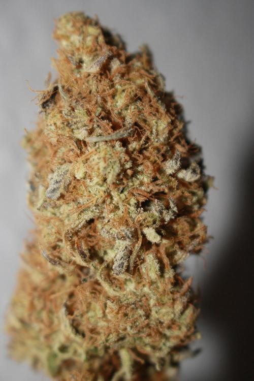 Ayahuasca Purple & White Widow. Week 12 - Ayahuasca Purple